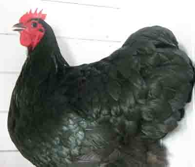 Champion Soft Feather Large Oakey APF.jpg