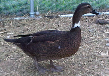 duck-brown-web.jpg