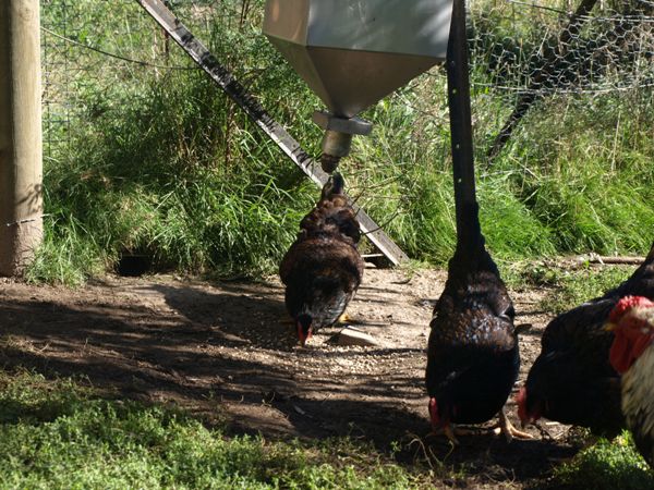 automatic chook feeder 009.jpg