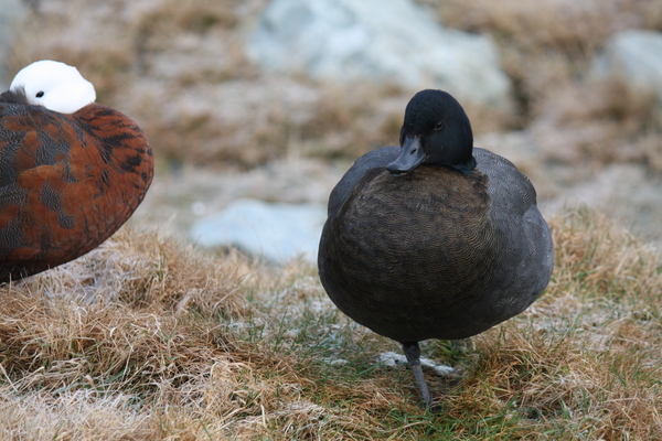 Paradise duck pair.jpg