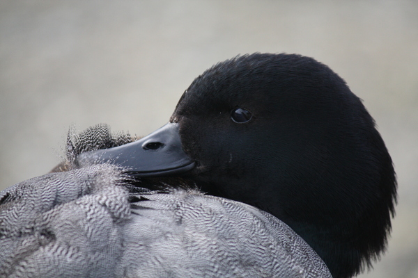 Paradise duck female.jpg