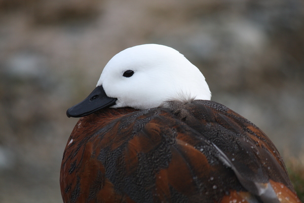 Paradise duck male.jpg