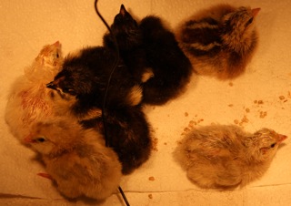 Chicks 10&11 Sep.jpg