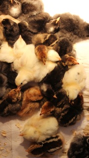 Chicks2.jpg