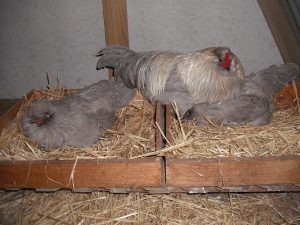 Broody Hen.JPG