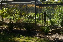 Chook Proof Veggie Garden.JPG