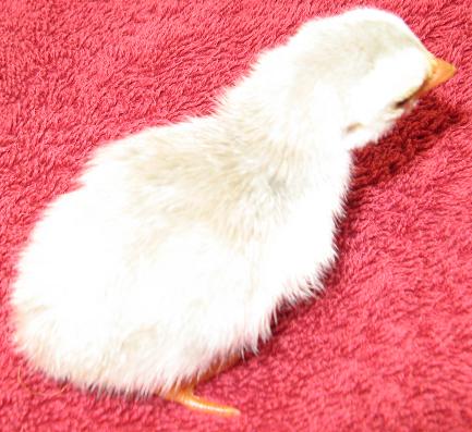 80% pied lavender keet.JPG