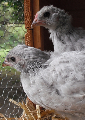 Chick 2 & Chick 1.jpg