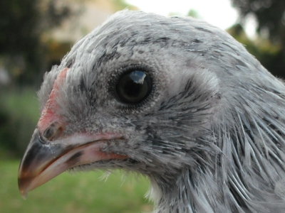 Chick 2 on the Outside.jpg