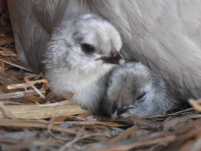 Les bébés bonne nuit de petits.jpg