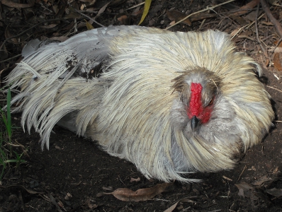 Mr. Rooster All On His Lonesome.jpg