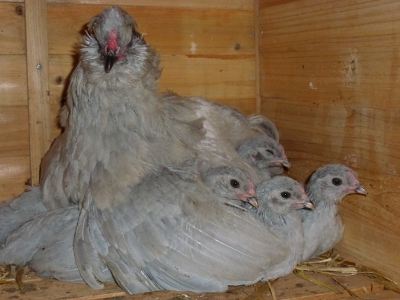 Bedtime With The Lavender Gang and Mum.JPG