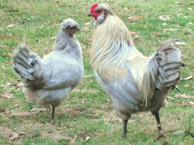 Mr. Rooster and Boss Chookie.jpg