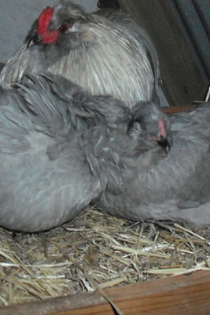 Roosting In The Nesting Box.JPG