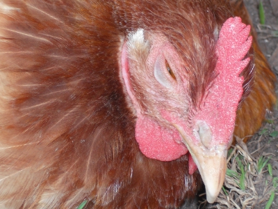 Dust Baths Are Ever SO Tiresome When You have So Many Feathers.jpg