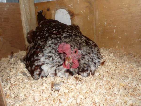 Clara in her new nesting box.JPG