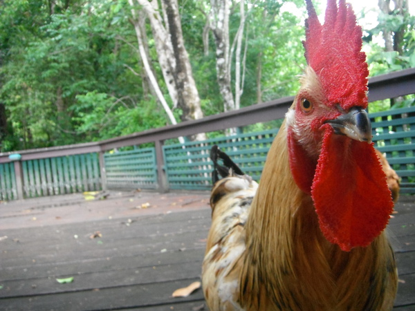 Coco, my rooster.jpg