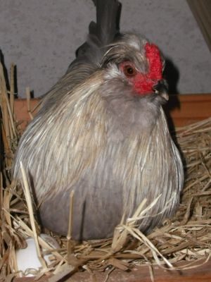 Gender Confused Rooster Sitting On Eggs.jpg