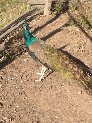 Peahen.jpg