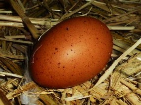 Lady Frances Egg.JPG