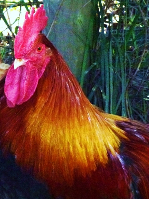 Marans Rooster .jpg