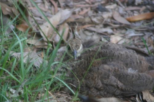 Peachick Eye 2.jpg