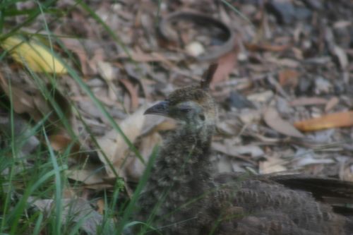 peachick Eye 3.jpg