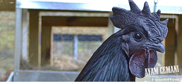 ayam-cemani_banner.jpg