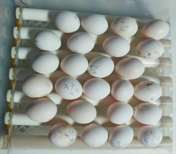 RIR eggs removed.jpg