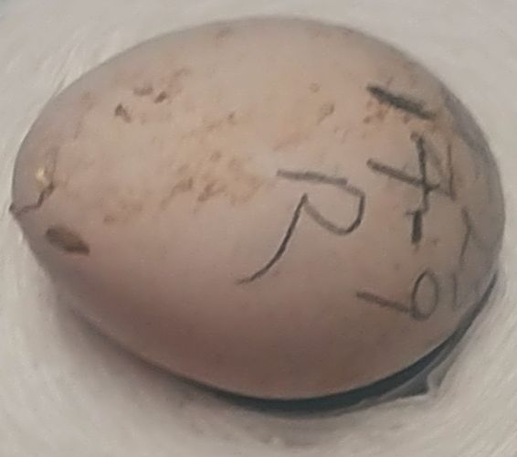 Egg passed away.jpg