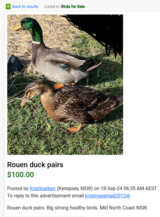 mallards.png