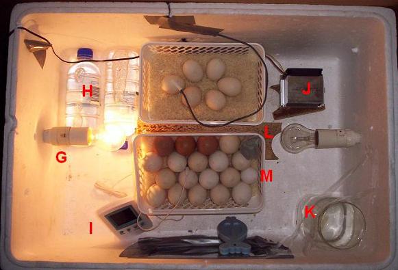 incubator_inside.jpg