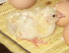 090913_first_LxA_chick.jpg