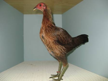 Aussie Game bantam pullet.JPG