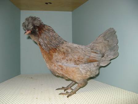 Araucana bantam hen - Vanessa Sanchez.JPG