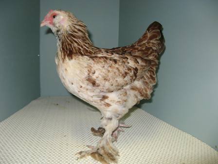 Faverolles bantam pullet - Gray & Stewart.JPG