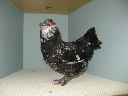 Houdan pullet - Gray & Stewart.JPG