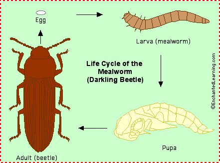 lifecyclecolor.gif