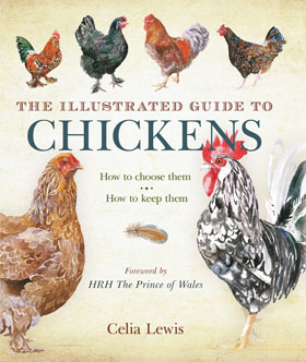 Illustrated-guide-to-chickens.jpg